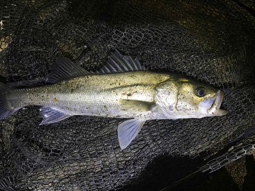 フッコ（ヒラスズキ）の釣果