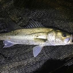 フッコ（ヒラスズキ）