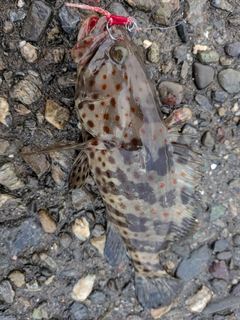 チャイロマルハタの釣果