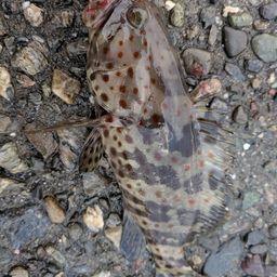 チャイロマルハタ