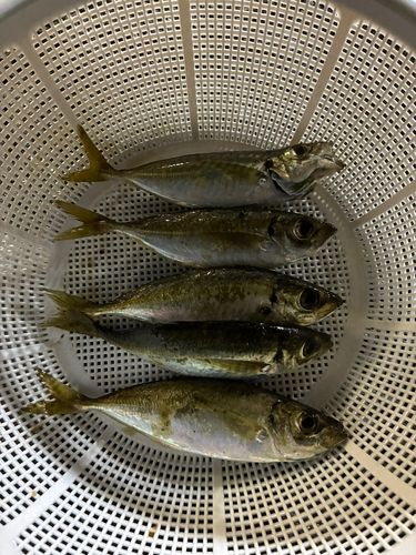 周防大島（屋代島）