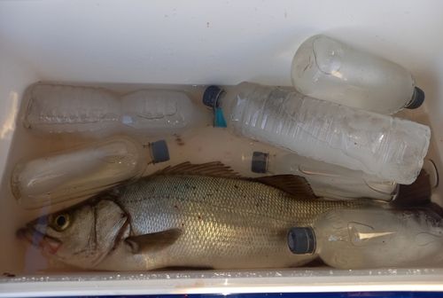 ヒラスズキの釣果