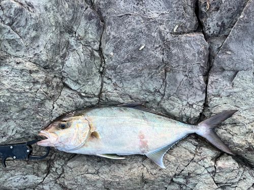 ショゴの釣果