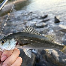 セイゴ（マルスズキ）