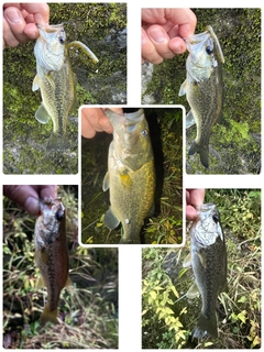 ブラックバスの釣果