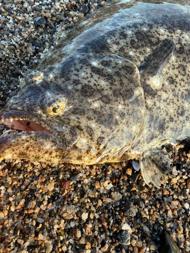 ヒラメの釣果