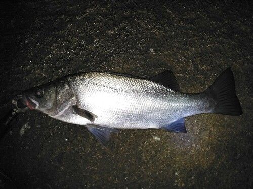 フッコ（ヒラスズキ）の釣果