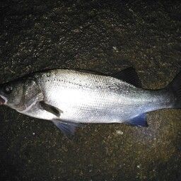 フッコ（ヒラスズキ）