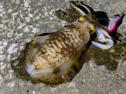 アオリイカの釣果