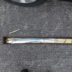 タチウオの釣果