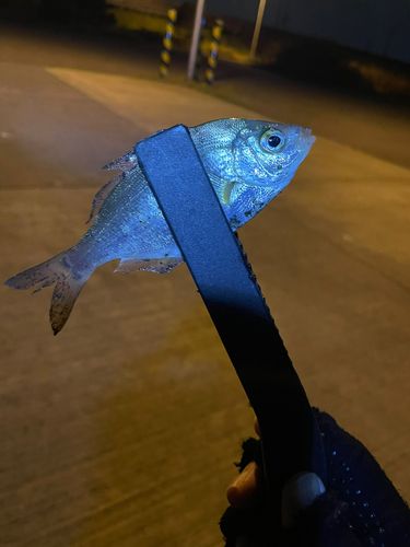 ウミタナゴの釣果