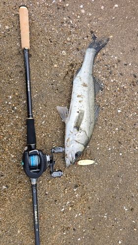 フッコ（マルスズキ）の釣果