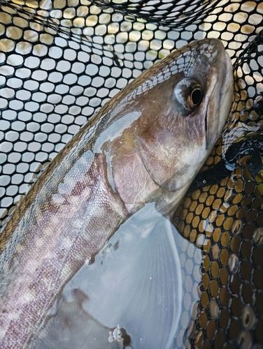 アメマスの釣果