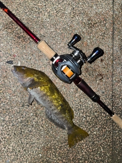 アイナメの釣果