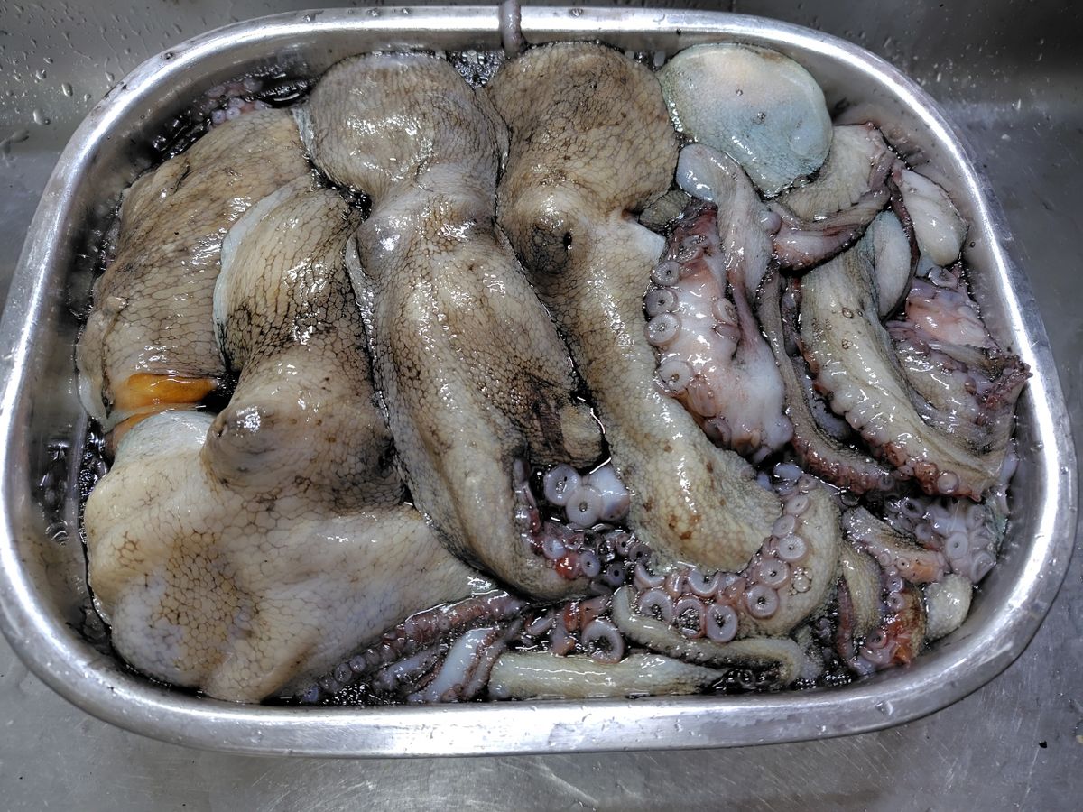 ツグオ2622さんの釣果 3枚目の画像