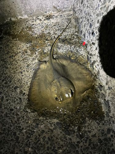 アカエイの釣果