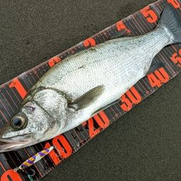 フッコ（ヒラスズキ）