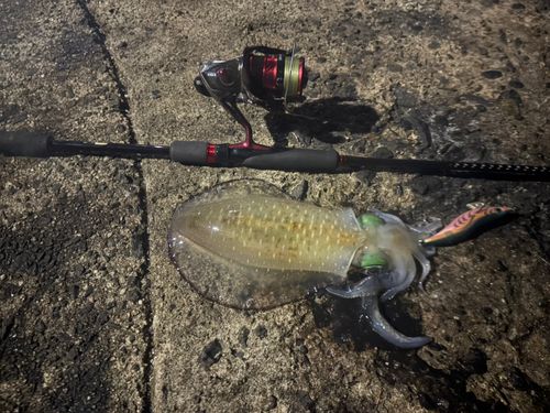 アオリイカの釣果