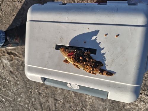 タケノコメバルの釣果