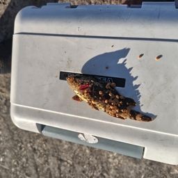 タケノコメバル