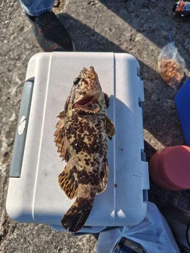 タケノコメバルの釣果