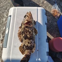 タケノコメバル