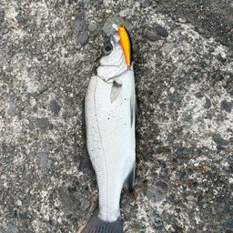 セイゴ（ヒラスズキ）