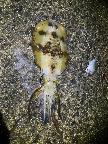 アオリイカの釣果