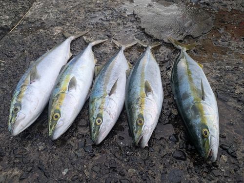 熱海港海釣り施設