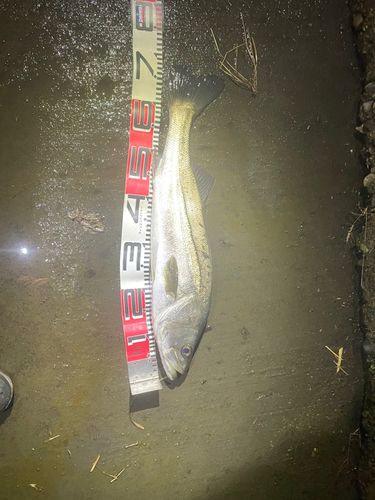 東京湾（アクアライン〜富津）