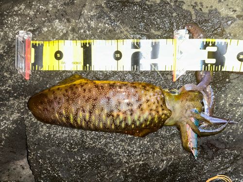 アオリイカの釣果