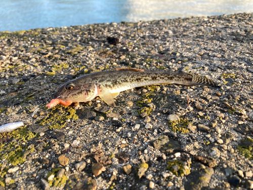 マハゼの釣果