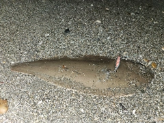 シタビラメの釣果