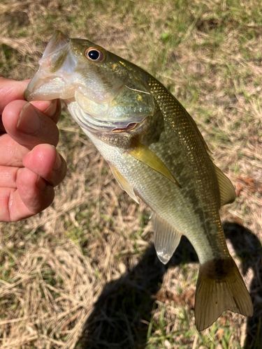ラージマウスバスの釣果