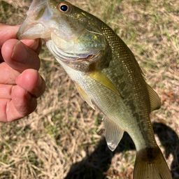 ラージマウスバス