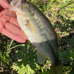 ラージマウスバス