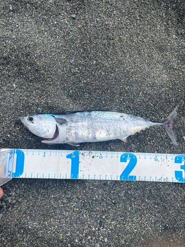 ソウダガツオの釣果