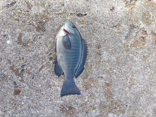 グレの釣果