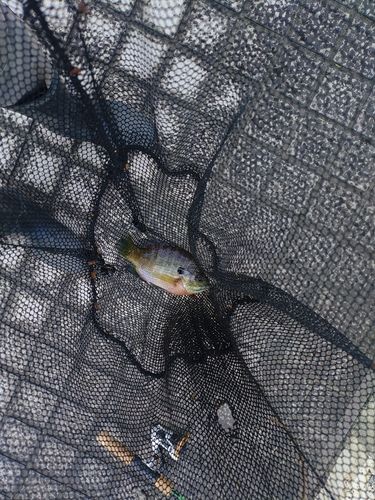 ブルーギルの釣果