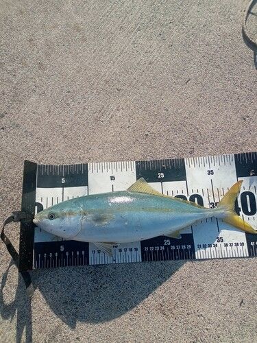 三陸海岸（岩手）