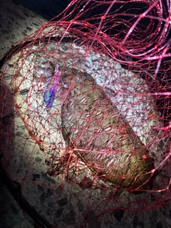 カミナリイカの釣果