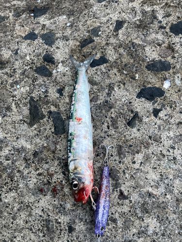 マイワシの釣果