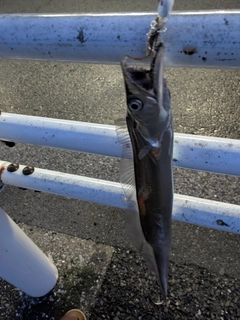 タチウオの釣果