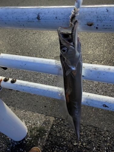 タチウオの釣果