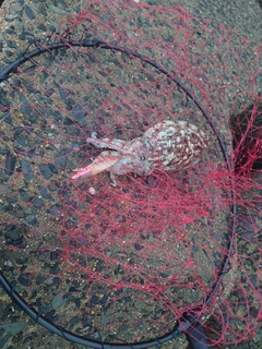 シリヤケイカの釣果