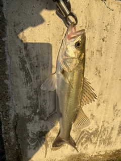 フッコ（マルスズキ）の釣果