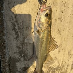 フッコ（マルスズキ）