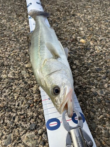 フッコ（マルスズキ）の釣果