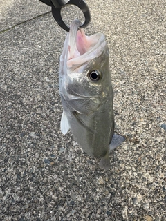 フッコ（マルスズキ）の釣果