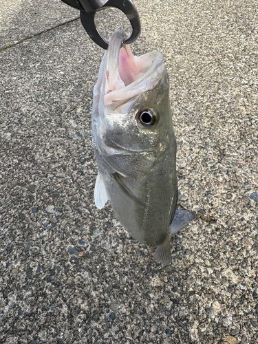 フッコ（マルスズキ）の釣果